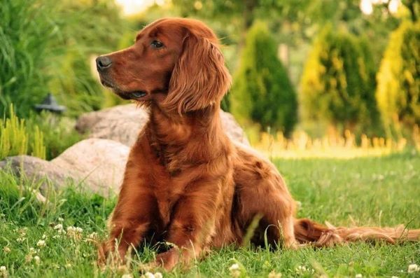 irsky-setter